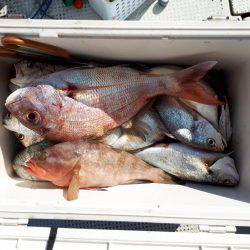 釣り船くわだ 釣果