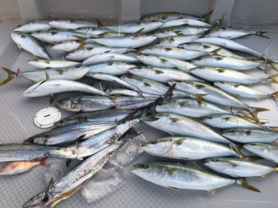 ミタチ丸 釣果