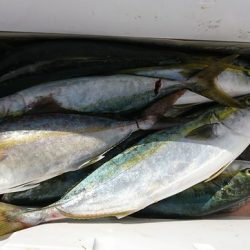 しば渡船 釣果