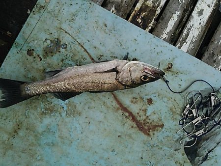 KO-SHIN丸 釣果