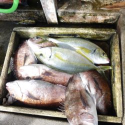 海釣り公園みかた 釣果