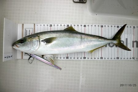 フルコンタクト 釣果