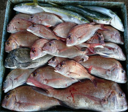 明神釣船 釣果