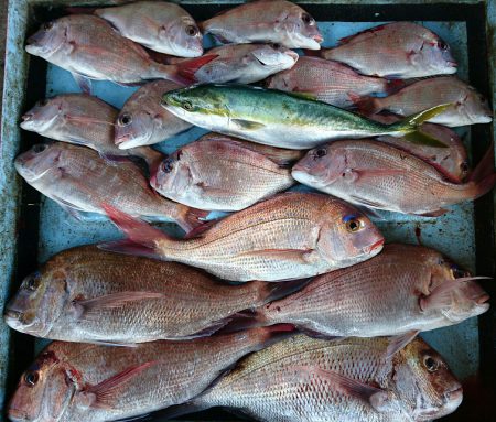 明神釣船 釣果