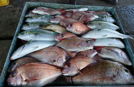 明神釣船 釣果