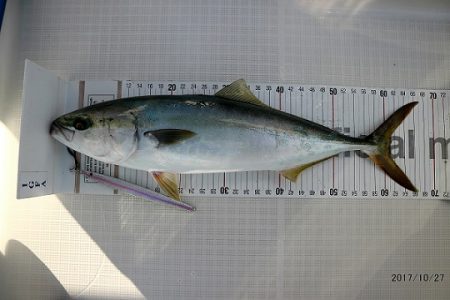 フルコンタクト 釣果