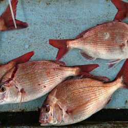 明神釣船 釣果