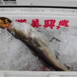 大進丸（新潟） 釣果