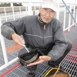 尼崎市立魚つり公園 釣果