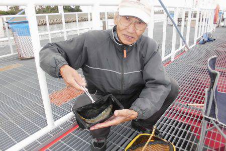 尼崎市立魚つり公園 釣果