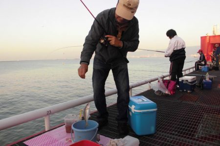 尼崎市立魚つり公園 釣果