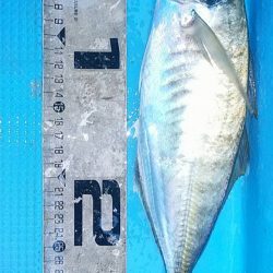 宝昌丸 釣果