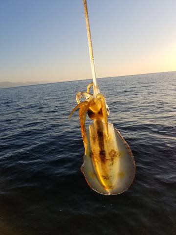 遊漁船　ニライカナイ 釣果