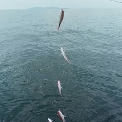 宝昌丸 釣果