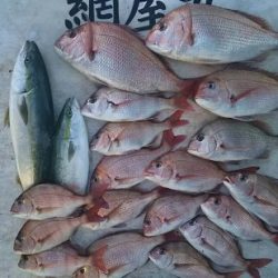 網屋丸 釣果