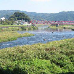 狩野川（狩野川漁業協同組合） 釣果