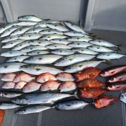 へいみつ丸 釣果