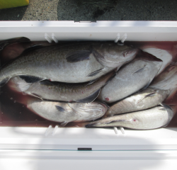 なかくに丸 釣果