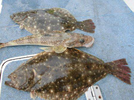 大進丸（愛知） 釣果