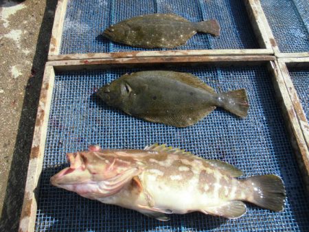 大進丸（愛知） 釣果