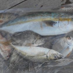 こかわ渡船　雅丸 釣果