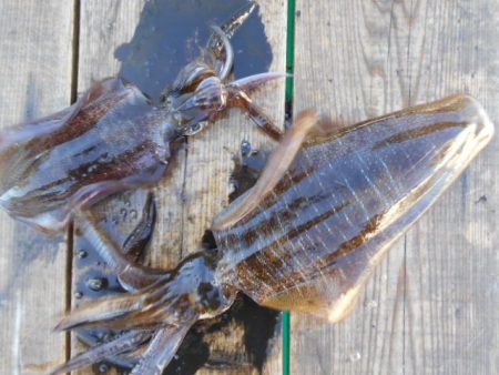 こかわ渡船　雅丸 釣果