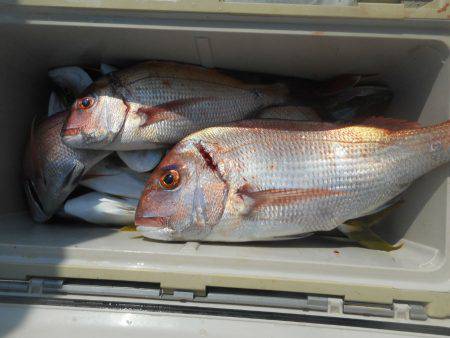 大進丸（愛知） 釣果