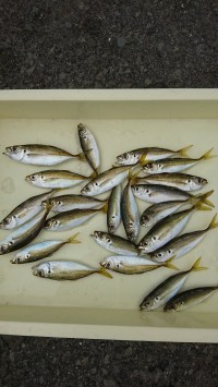 和歌山マリーナシティ釣り公園 釣果