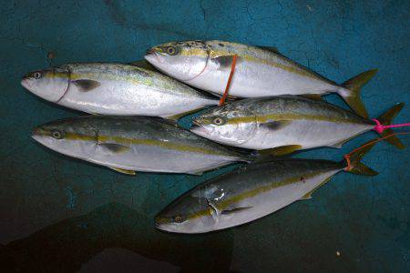 アジアマリンサービス 釣果