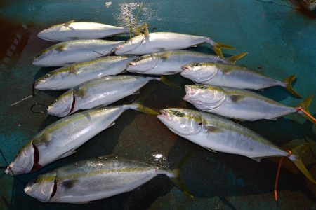 アジアマリンサービス 釣果