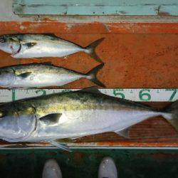 火遠理丸（ほおりまる） 釣果