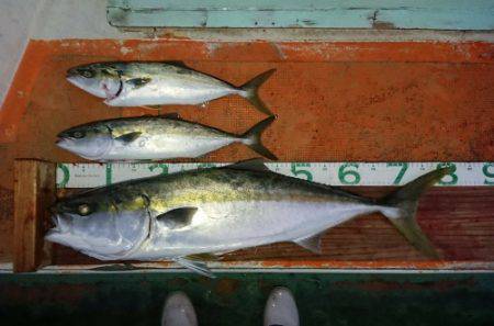 火遠理丸（ほおりまる） 釣果