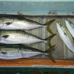 火遠理丸（ほおりまる） 釣果