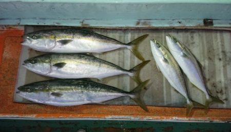 火遠理丸（ほおりまる） 釣果