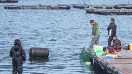 淡路じゃのひれフィッシングパーク 釣果