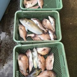 淡路じゃのひれフィッシングパーク 釣果