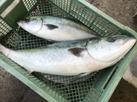 淡路じゃのひれフィッシングパーク 釣果