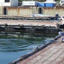 淡路じゃのひれフィッシングパーク 釣果