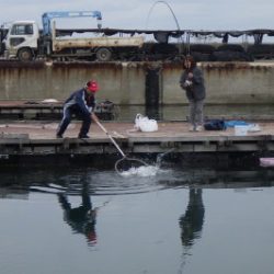 淡路じゃのひれフィッシングパーク 釣果