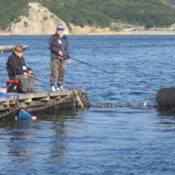 淡路じゃのひれフィッシングパーク 釣果