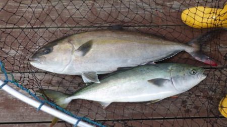 淡路じゃのひれフィッシングパーク 釣果