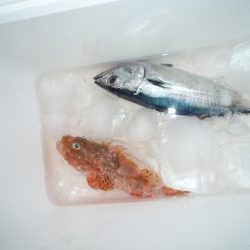 浅間丸 釣果