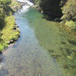 狩野川（狩野川漁業協同組合） 釣果