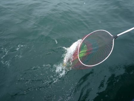 浅間丸 釣果