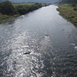 狩野川（狩野川漁業協同組合） 釣果