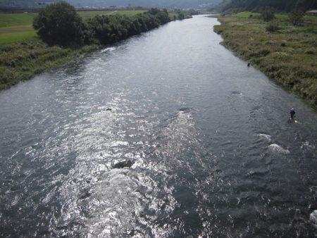 狩野川（狩野川漁業協同組合） 釣果