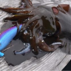 渡船屋たにぐち 釣果