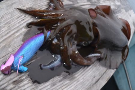 渡船屋たにぐち 釣果