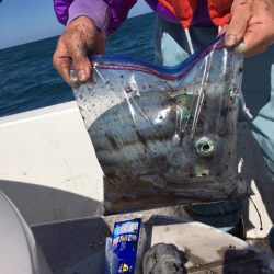 うさぎ丸 釣果