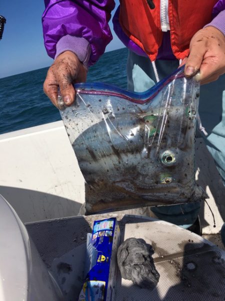 うさぎ丸 釣果